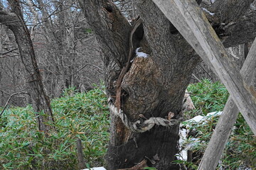 石狩市浜益区の千本ナラ