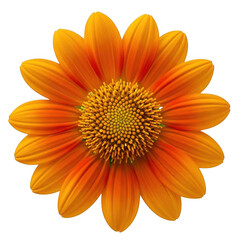 Obraz premium Vibrant orange flower with detailed center on black background