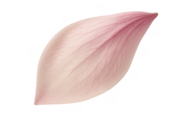 Pink flower petal detaching from bloom, symbolizing fragility, beauty, and new beginnings on transparent background