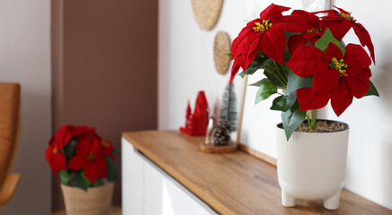 Christmas poinsettia on chest of drawers in light room