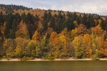 Autumn forest on Lake Shaori, Racha, Georgia.