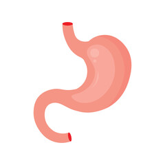 Fototapeta premium Stomach