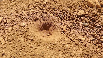 Antlion larva creates a conical sand pit trap to capture its prey in the desert. A fascinating example of natural engineering and insect hunting behavior, ideal for education and wildlife documentary.