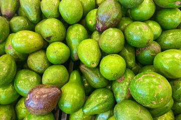 Lots of green avocado in supermarket, fresh green avocado closeup