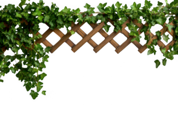 Lush Green Ivy on Wooden Trellis with Black Background