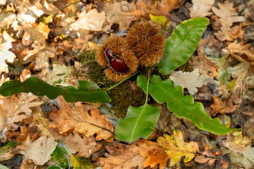 Fallen chestnuts with prickly burs and green leaves on moss