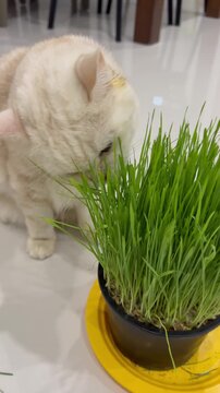 Cat eating wheatgrass