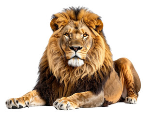  König der Tiere Ruhend – Löwe PNG Isoliert