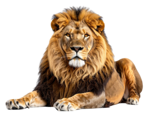  König der Tiere Ruhend – Löwe PNG Isoliert