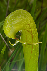 Pitcher of the Californian Cobra Lily (Darlingtonia californica), natural habitat in Northern California