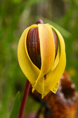 Flower of the Californian Cobra Lily (Darlingtonia californica), natural habitat in Northern California