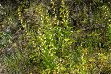 Flowering plants of the California lady's slipper (Cypripedium californicum) in natural habitat, Northern California