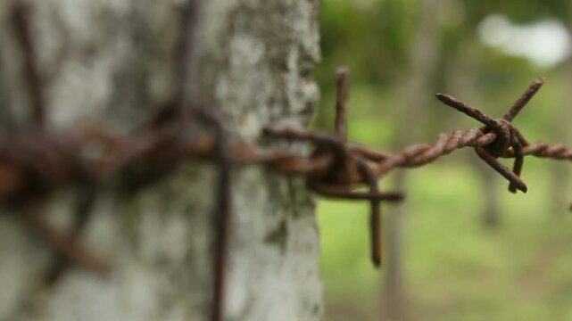 Barbed wire remains of iron curtain a barbed wire fence, background social issue concept background with barbed wire. Illegal immigration concept