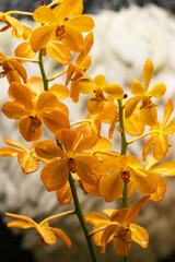 Obraz premium A bunch of yellow flowers with a white background
