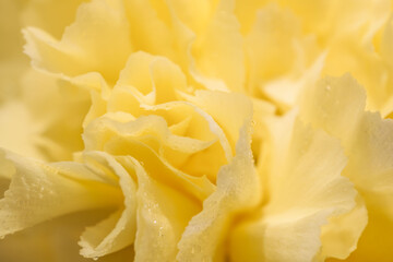 水滴のついた黄色いカーネィションをマクロ撮影03