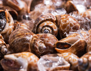 A pile of shells with ice on top