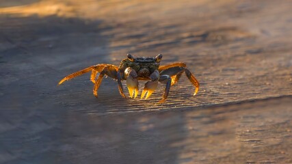 crab on the beach