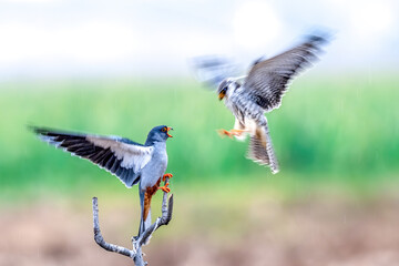 black winged stilt