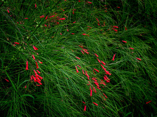 Fototapeta premium Red Russelia Equisetiformis Firecracker Plant Tubular Flowers Blooming on Green Background Bokeh