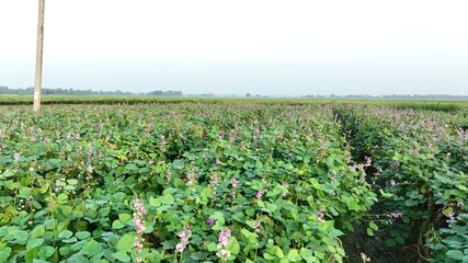 Blooming Bean Plants in a Rural Vegetable Field Surrounded by Crops - Vibrant Yardlong Bean Flowers in a Green Farming Landscape – 4K Video