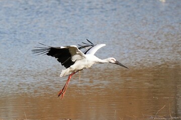 white stork in the water