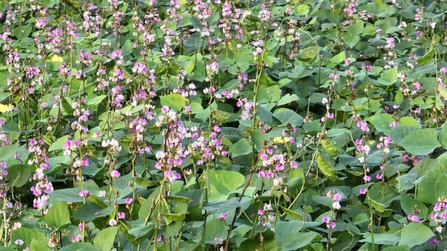 Sunlit Field of Blooming Hyacinth Bean Flowers - Beautiful Sim Flower Field at Sunset &ndash; Agricultural Landscape in 4K