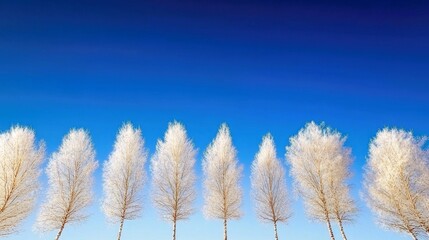 A line of bare trees covered in frost stands against a vibrant, cloudless blue sky.