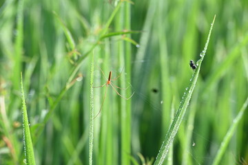 Tibellus oblongus spider. Its common name oblong running spider and slender crab spider. This is a spider with a Holarctic distribution. It hunts small insects, which it kills with venom.