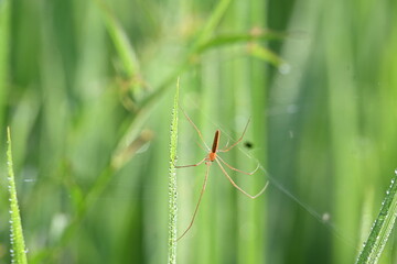Tibellus oblongus spider. Its common name oblong running spider and slender crab spider. This is a spider with a Holarctic distribution. It hunts small insects, which it kills with venom.