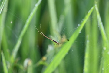 Tibellus oblongus spider. Its common name oblong running spider and slender crab spider. This is a spider with a Holarctic distribution. It hunts small insects, which it kills with venom.