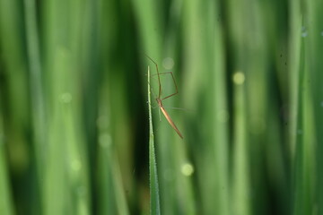 Tibellus oblongus spider. Its common name oblong running spider and slender crab spider. This is a spider with a Holarctic distribution. It hunts small insects, which it kills with venom.