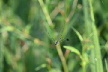 Tibellus oblongus spider. Its common name oblong running spider and slender crab spider. This is a spider with a Holarctic distribution. It hunts small insects, which it kills with venom.