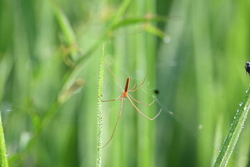 Tibellus oblongus spider. Its common name oblong running spider and slender crab spider. This is a spider with a Holarctic distribution. It hunts small insects, which it kills with venom.