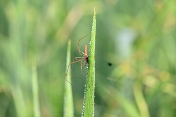 Tibellus oblongus spider. Its common name oblong running spider and slender crab spider. This is a spider with a Holarctic distribution. It hunts small insects, which it kills with venom.