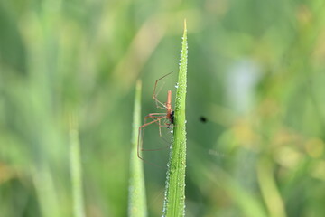 Tibellus oblongus spider. Its common name oblong running spider and slender crab spider. This is a spider with a Holarctic distribution. It hunts small insects, which it kills with venom.