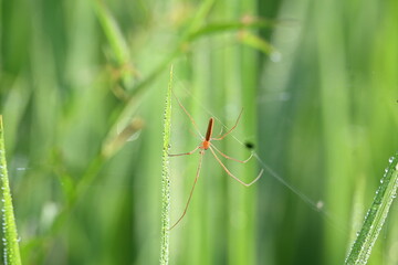 Tibellus oblongus spider. Its common name oblong running spider and slender crab spider. This is a spider with a Holarctic distribution. It hunts small insects, which it kills with venom.