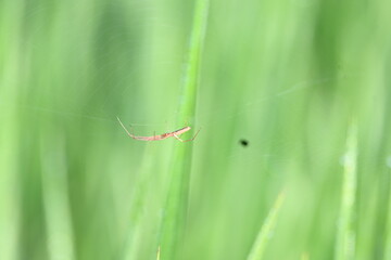 Tibellus oblongus spider. Its common name oblong running spider and slender crab spider. This is a spider with a Holarctic distribution. It hunts small insects, which it kills with venom.
