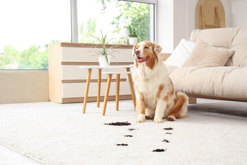 Cute Australian Shepherd dog near soil and trails on carpet at home