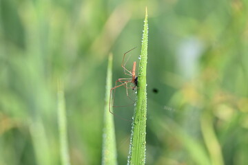 Tibellus oblongus spider. Its common name oblong running spider and slender crab spider. This is a spider with a Holarctic distribution. It hunts small insects, which it kills with venom.