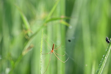 Tibellus oblongus spider. Its common name oblong running spider and slender crab spider. This is a spider with a Holarctic distribution. It hunts small insects, which it kills with venom.