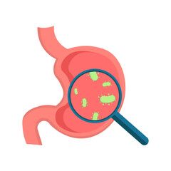 Isolated illustration of the stomach organ and bacteria inside it seen through a magnifying glass for advertising, banners, educational images of health services about stomach health.