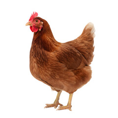 Fototapeta premium Brown Hen Standing Isolated on Transparent Background Soft Lighting Full Body Portrait Studio Shot of Farm Animal