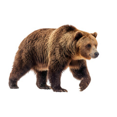 Obraz premium Brown Bear Walking In A Snowy Forest With A Transparent Background