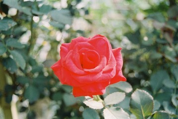 A vibrant red rose in garden beautifully blooming.