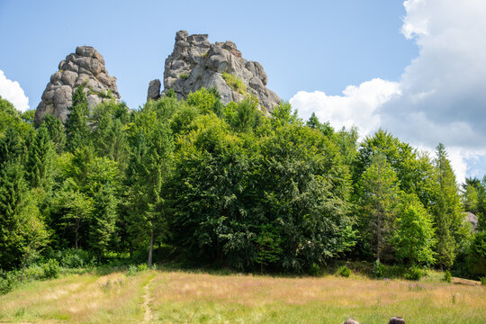 trees in the mountains