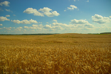 Rural Dirt Road between Fields and Forest, Countryside Landscape in Belarus