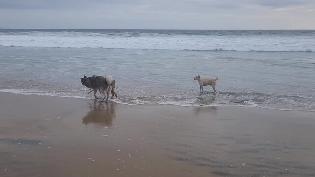 Dogs playing on a beach in Zipolite, Mexico