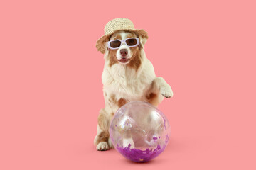 Cute Australian Shepherd dog in sunglasses with beach ball on pink background