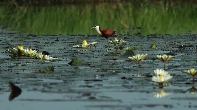 Wide shot of an African Jacana bird walking over the water lilies with beautiful reflection on the water's surface, Chobe National Park.