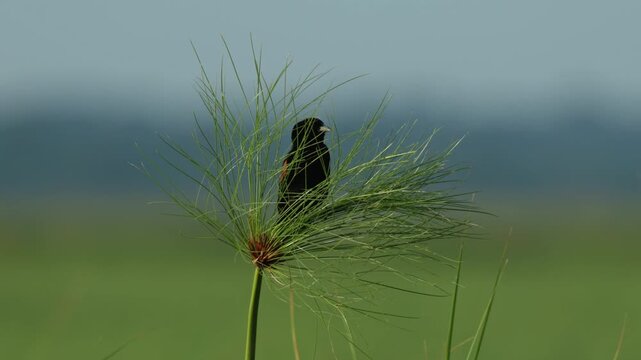 Wide shot of a widowbird perched on a plant before flying off. Filmed while taking a river cruise in Chobe National Park. Blurred background.
